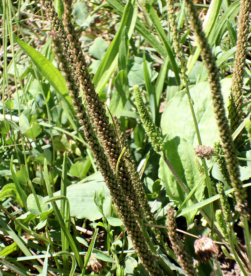 Plantago major / Piantaggine maggiore